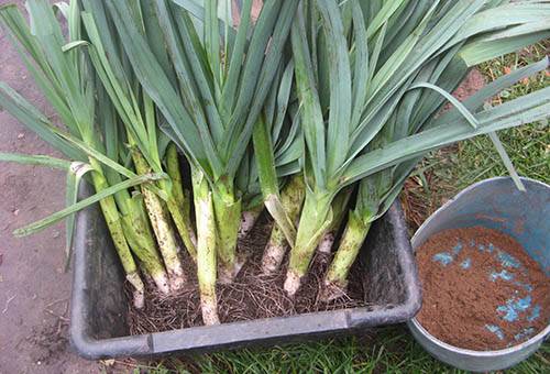 Harvesting leeks for the winter