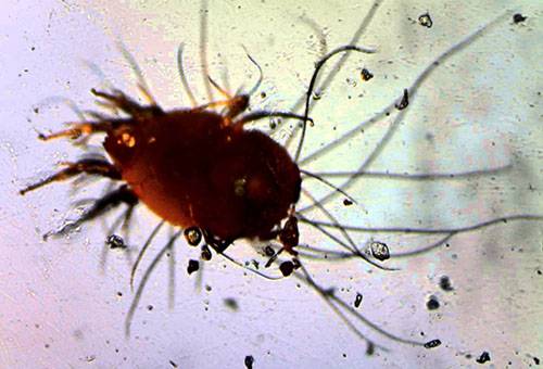 Dust mite