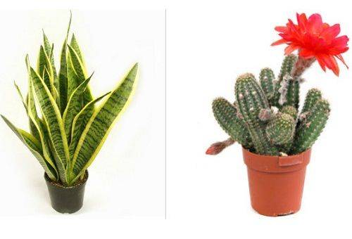 Sansevieria un Kaktuss