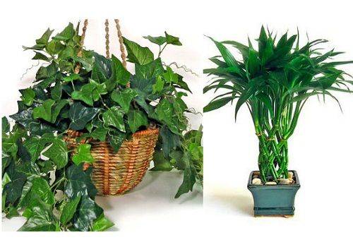 Ivy angļu un Dracaena