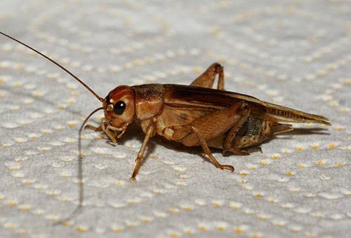 House cricket