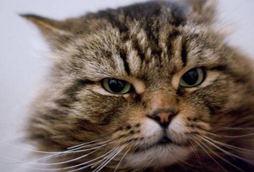 Domestic cat