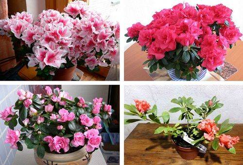 indoor azaleas