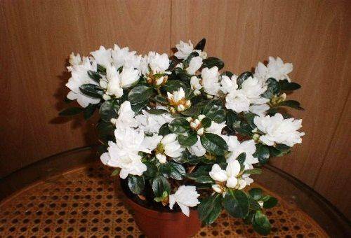 indoor azalea white