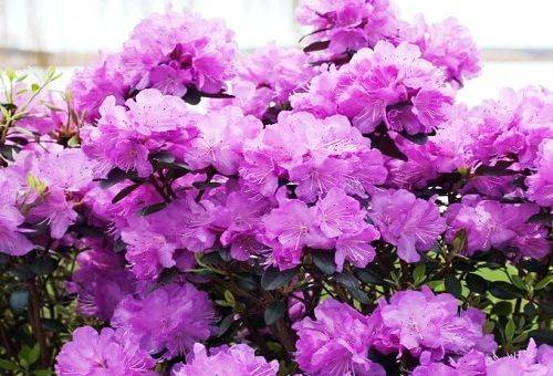 pink azalea