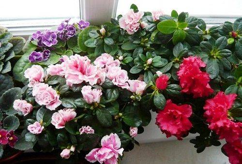 azalea flower