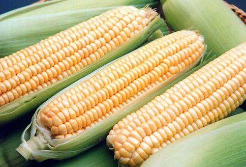 fresh corn