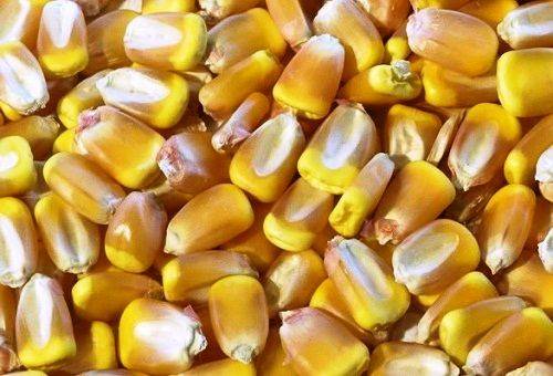 corn grains