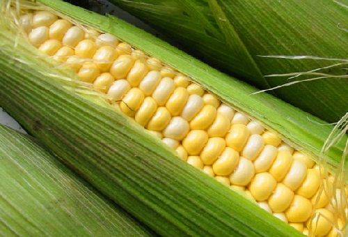 corn on the cob