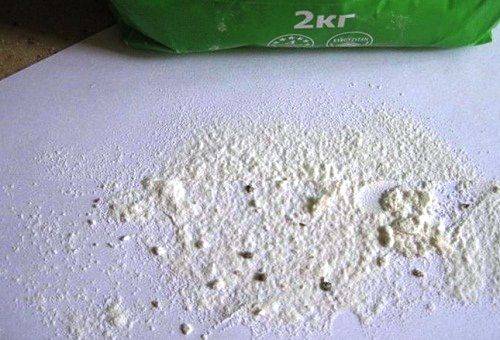 insects in flour