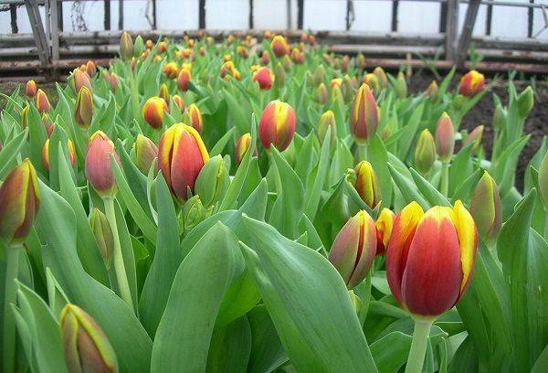 Tulpes