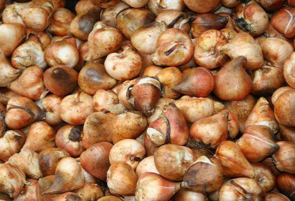 Žāvētas tulpju sīpoli