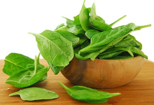 Sorrel