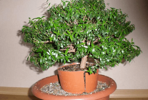 myrtle tree