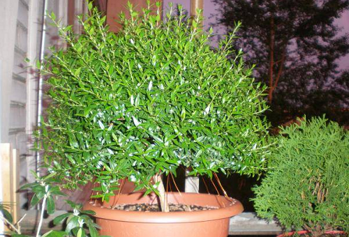 myrtle home tree