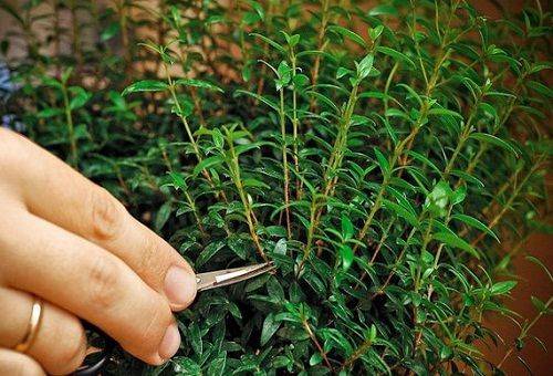 myrtle branch pruning