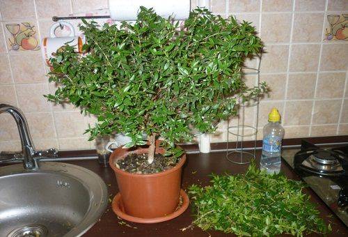 watering myrtle