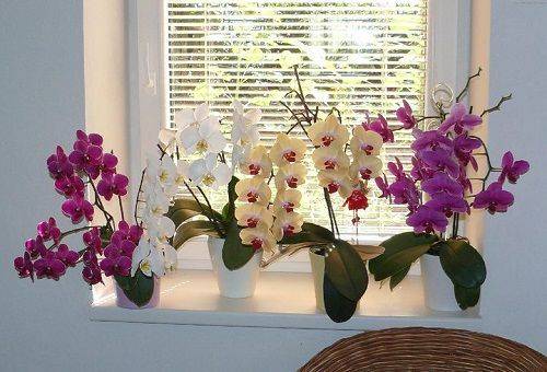 blooming orchids