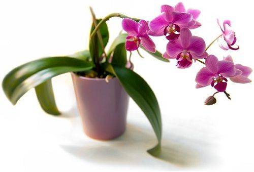 potted orchid