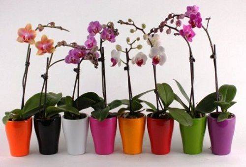 blooming orchids
