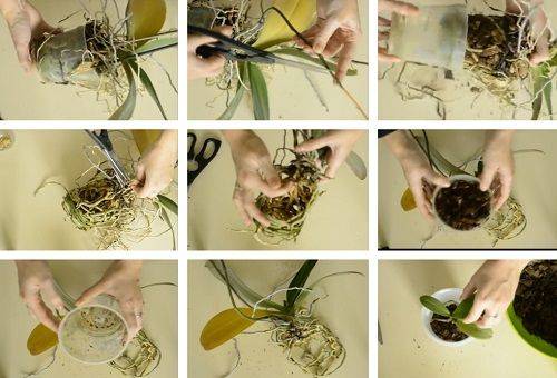 orchid transplant