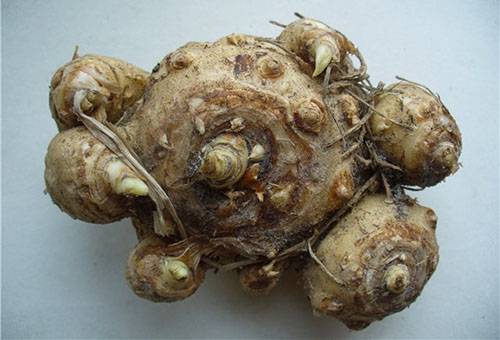 Calla bumbuļi