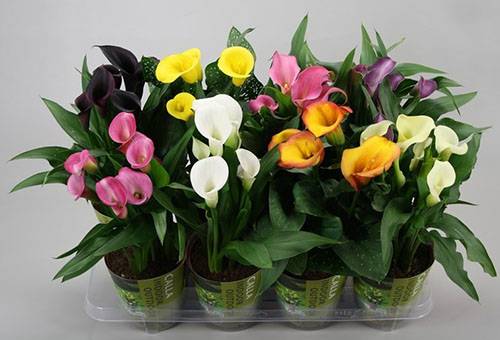 Podos ziedošas calla lilijas