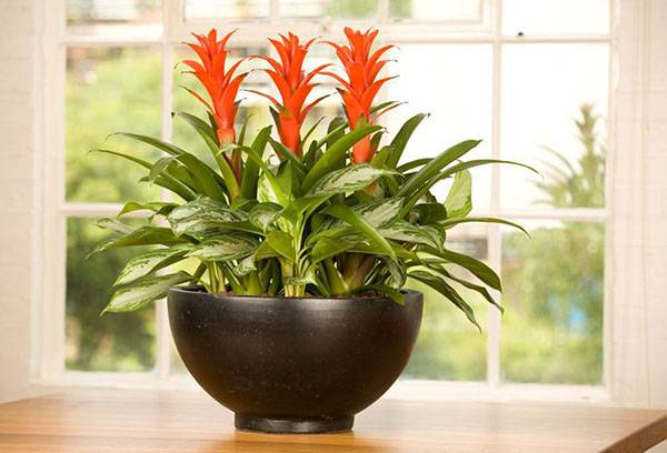 Guzmania in a wide pot