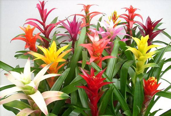 Multicolored guzmania