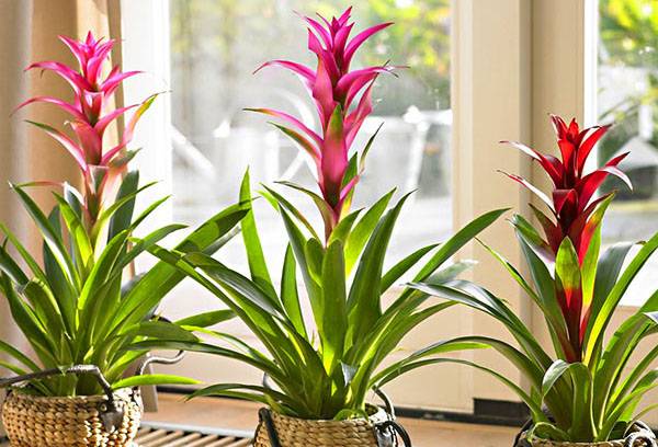 Blooming guzmania on the windowsill