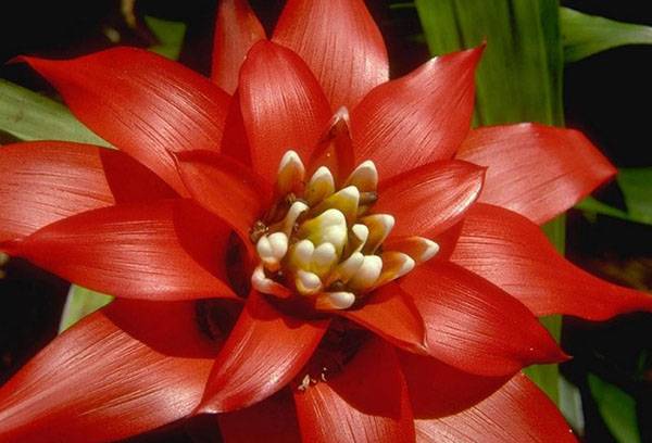 Guzmania flower