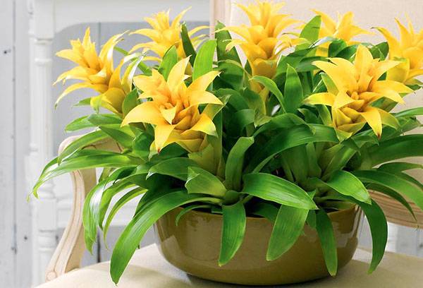 Yellow guzmania