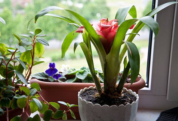 Fading guzmania