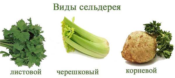Selerijas veidi