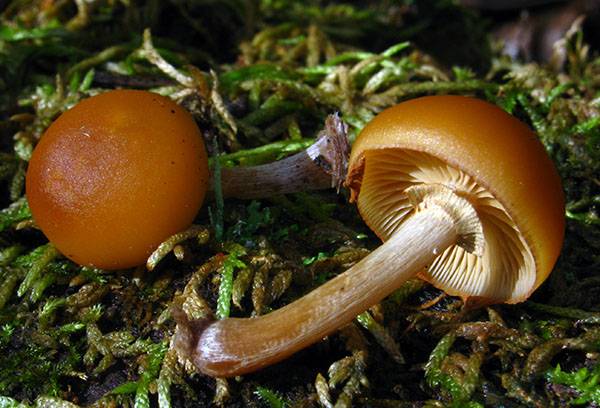 Galerina grieza