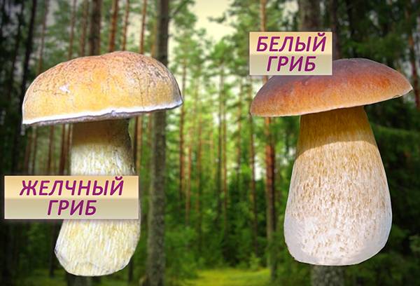 Divkāršās sēnes