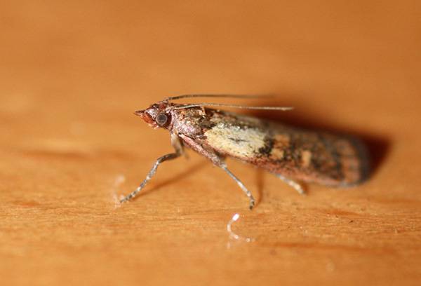 Food moth