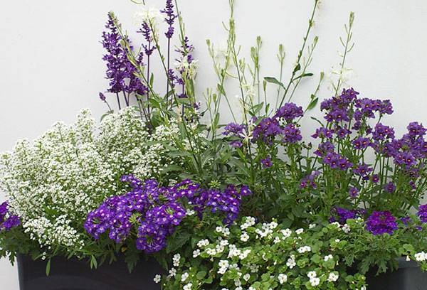 Verbena