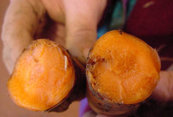Carrot fly larva