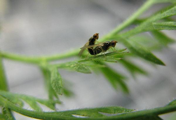 Carrot Fly
