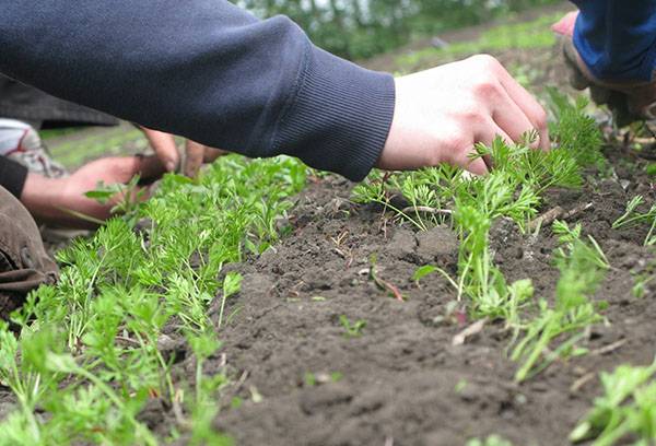 Carrot Bed Care