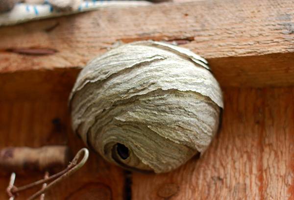 Large hornet's nest