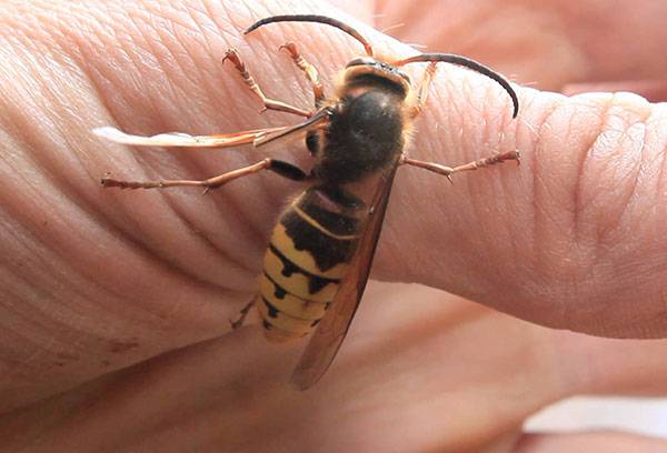 Wasp on the finger