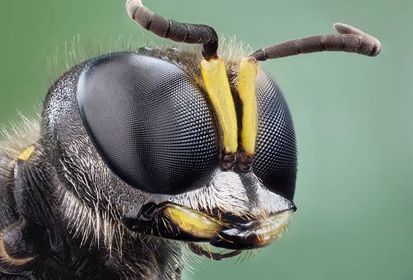 Wasp head