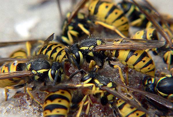 Wasps flocked to the bait