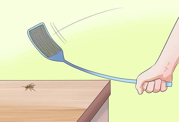 The extermination of wasps by a swatter