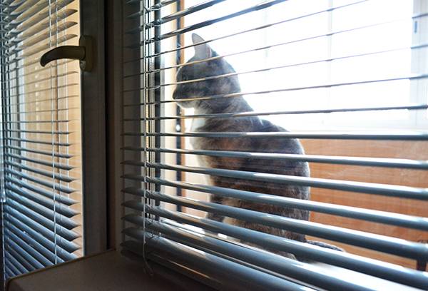 Cat outside the window with shutters