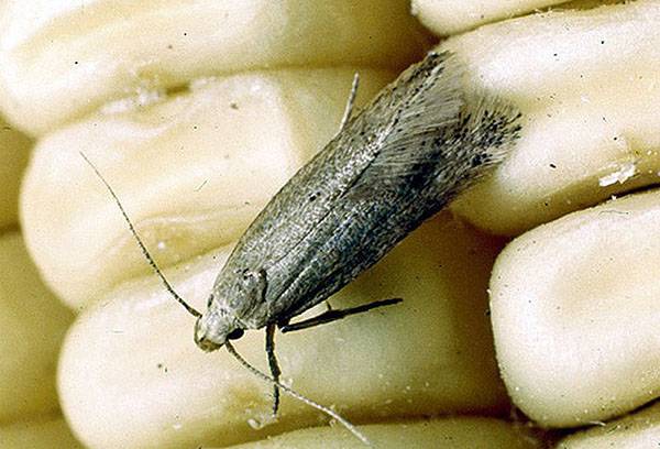 Food moth