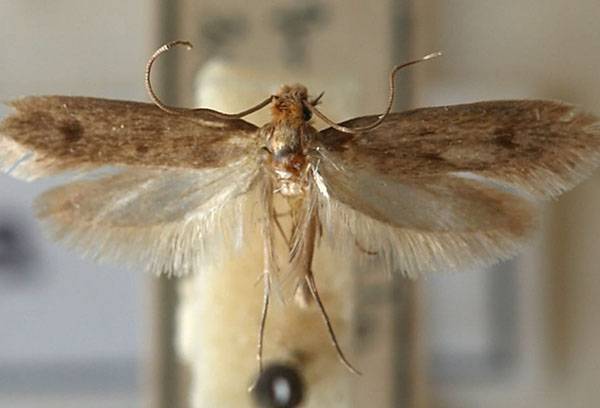 Clothes moth
