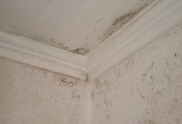 mold in the apartment